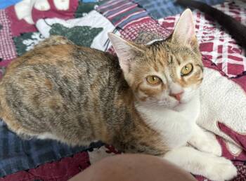 Rescue Calico Cats for Adoption in Dallas, Texas - Lleada | PetCurious