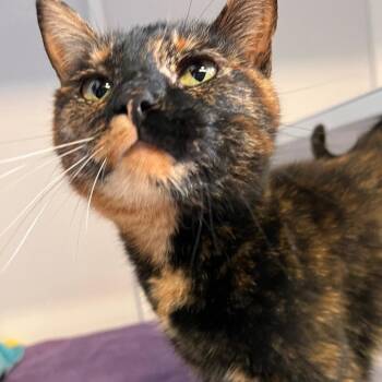 Domestic Short Hair Cats Available for Adoption in Sarasota, Florida - Peachy | PetCurious