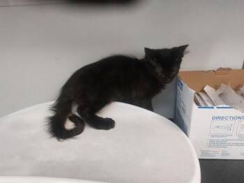 Domestic Short Hair Cats Available for Adoption in Antioch, California - CANYONLANDS | PetCurious