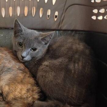 Banjo -  Domestic Short Hair Cat for Adoption in Lynchburg, Virginia - Banjo | PetCurious