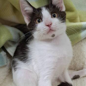 Dot -  Domestic Short Hair and Tuxedo Cat Available for Adoption in Yorba Linda, California - Dot | PetCurious