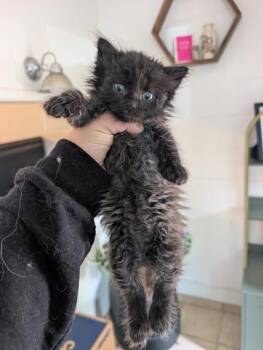 Domestic Medium Hair Cats Available for Adoption in Sacramento, California - Oracle  | PetCurious