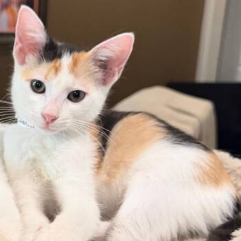 Lillian -  Domestic Short Hair Cat for Adoption in Laredo, Texas - Lillian | PetCurious