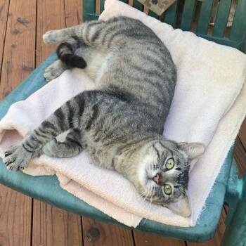 Rescue Domestic Short Hair Cats for Adoption in Sonora, California - Max | PetCurious
