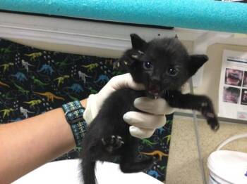 A1926851 -  Domestic Short Hair Cat for Adoption in Riverside, California - A1926851 | PetCurious
