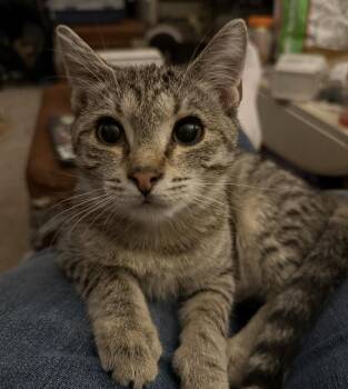 Domestic Short Hair Cats Available for Adoption - Gilbert | PetCurious