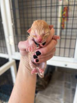 Garfield -  Domestic Medium Hair Cat for Adoption in Green River, Wyoming - Garfield | PetCurious