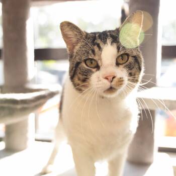 Rubix Cube -  Domestic Short Hair Cat Available for Adoption in Gainesville, Florida - Rubix Cube | PetCurious