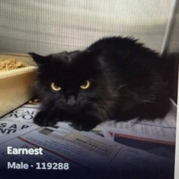 Earnest -  Domestic Short Hair Cat for Adoption in Gonzales, Louisiana - Earnest | PetCurious