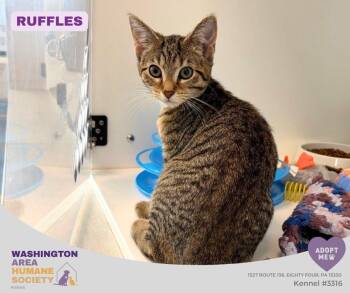 Ruffles -  Domestic Short Hair Cat for Adoption in Eighty Four, Pennsylvania - Ruffles | PetCurious