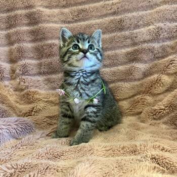 Tabby Cats Available for Adoption in Friday Harbor, Washington - Dazzle Litter | PetCurious