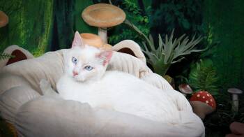 Siamese and Domestic Short Hair Cats Available for Adoption in Lucas, Texas - Amun Ra | PetCurious