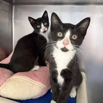 Rose and Zinnia -  Domestic Short Hair Cat for Adoption in Wantagh, New York - Rose And Zinnia | PetCurious