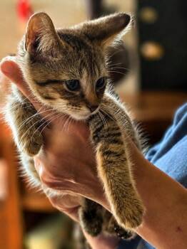 Copper -  Tabby Cat for Adoption in Knoxville, Tennessee - Copper | PetCurious