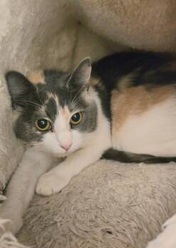 Rescue Calico Cats for Adoption in Vancouver, Washington - Marshmallow | PetCurious