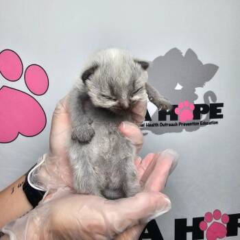 American Shorthair Cats Available for Adoption in Milton, Florida - Lyca | PetCurious