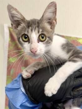 IRIS -  Domestic Short Hair Cat for Adoption in San Antonio, Texas - IRIS | PetCurious