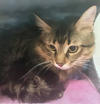 Martin -  Domestic Short Hair Cat for Adoption in Nashville, Tennessee - Martin | PetCurious