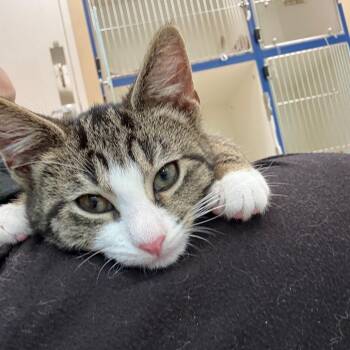 Spongebob -  Domestic Short Hair Cat for Adoption in Mebane, North Carolina - Spongebob | PetCurious
