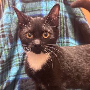 Rescue Domestic Short Hair Cats for Adoption in Inwood, West Virginia - Shadow | PetCurious