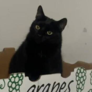 Domestic Short Hair Cats Available for Adoption in Falls Church, Virginia - Luigi (aka Leo) | PetCurious