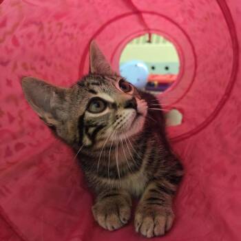 Taffy -  Domestic Short Hair Cat Available for Adoption in Pittsford, Vermont - Taffy | PetCurious