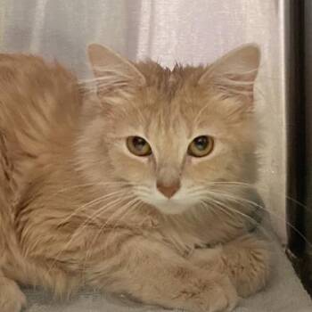 Stormy -  Domestic Medium Hair and Domestic Short Hair Cat for Adoption in Cincinnati, Ohio - Stormy | PetCurious