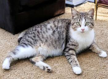Riku -  American Bobtail and Domestic Short Hair Cat for Adoption in Houston, Texas - Riku | PetCurious