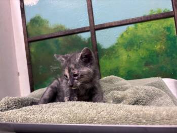 TURKEY -  Domestic Short Hair Cat for Adoption in Houston, Texas - TURKEY | PetCurious