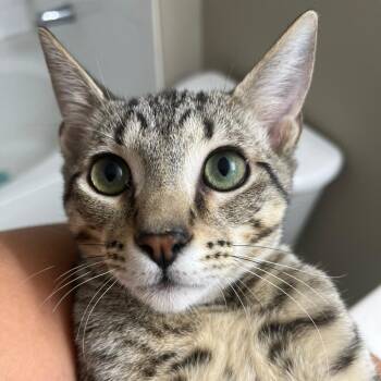 Emotional Support Crime -  Domestic Short Hair Cat for Adoption in Fort Lauderdale, Florida - Emotional Support Crime | PetCurious