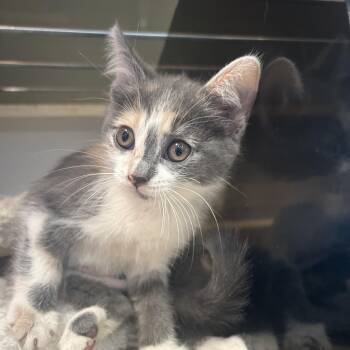 Tupperware -  Domestic Medium Hair Cat for Adoption in Park City, Utah - Tupperware | PetCurious