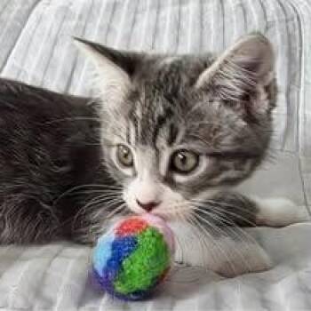 Arya -  Tabby Cat for Adoption in Greenfield, California - Arya | PetCurious