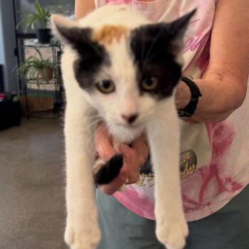 Evita -  Domestic Short Hair Cat for Adoption in Kingman, Arizona - Evita | PetCurious