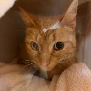 Margaret -  Domestic Short Hair Cat for Adoption in Bristol, Indiana - Margaret | PetCurious