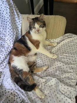 Winna Willows -  Domestic Short Hair Cat for Adoption in Philadelphia, Pennsylvania - Winna Willows | PetCurious