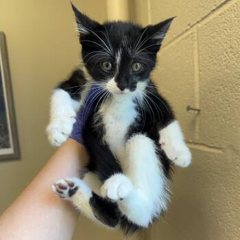 Babka -  Domestic Short Hair Cat for Adoption in Birmingham, Alabama - Babka | PetCurious