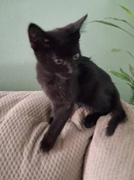 Sonnet -  Domestic Short Hair Cat for Adoption in San Diego, California - Sonnet | PetCurious