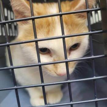 Beetle -  Domestic Short Hair Cat for Adoption in Memphis, Tennessee - Beetle | PetCurious