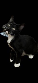 Socks -  Domestic Short Hair and Manx Cat for Adoption in Zimmerman, Minnesota - Socks | PetCurious