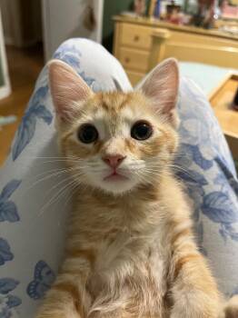 Apricot -  Tabby Cat for Adoption in San Antonio, Texas - Apricot | PetCurious