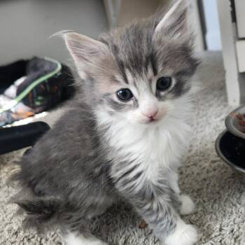 Domestic Short Hair Cats Available for Adoption - Poppy In Nokesville, VA *Adoption Pending* | PetCurious