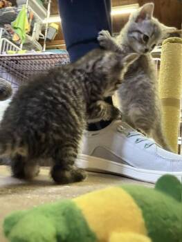 Blue -  Domestic Short Hair Cat for Adoption in Fredericton, New Brunswick - Blue | PetCurious