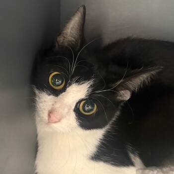 Domestic Short Hair Cats Available for Adoption - Oops There Goes Gravity | PetCurious