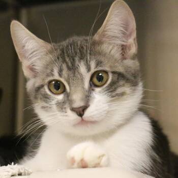 Benji -  Domestic Short Hair Cat for Adoption in Pasadena, California - Benji | PetCurious