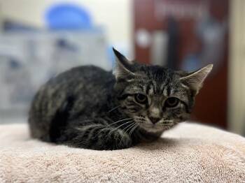 VI -  Domestic Short Hair Cat for Adoption in Aliquippa, Pennsylvania - VI | PetCurious