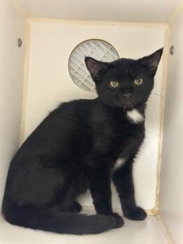 Stuffy (Tom Pate) -  Domestic Short Hair Cat for Adoption in Johnson City, Tennessee - Stuffy (Tom Pate) | PetCurious