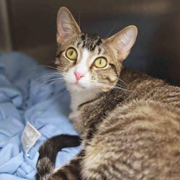 Domestic Short Hair Cats Available for Adoption in Atlanta, Georgia - Monty | PetCurious