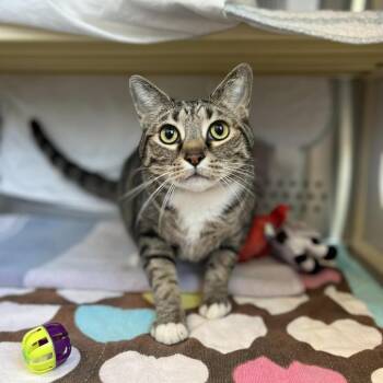 Domestic Short Hair Cats Available for Adoption in Roanoke, Virginia - Weston | PetCurious