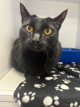 Domestic Short Hair Cats Available for Adoption in New Kensington, Pennsylvania - Candace | PetCurious