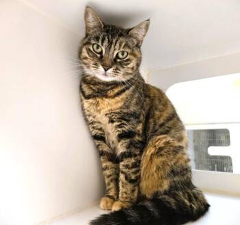 Domestic Short Hair Cats Available for Adoption in Texas City, Texas - KITTY | PetCurious